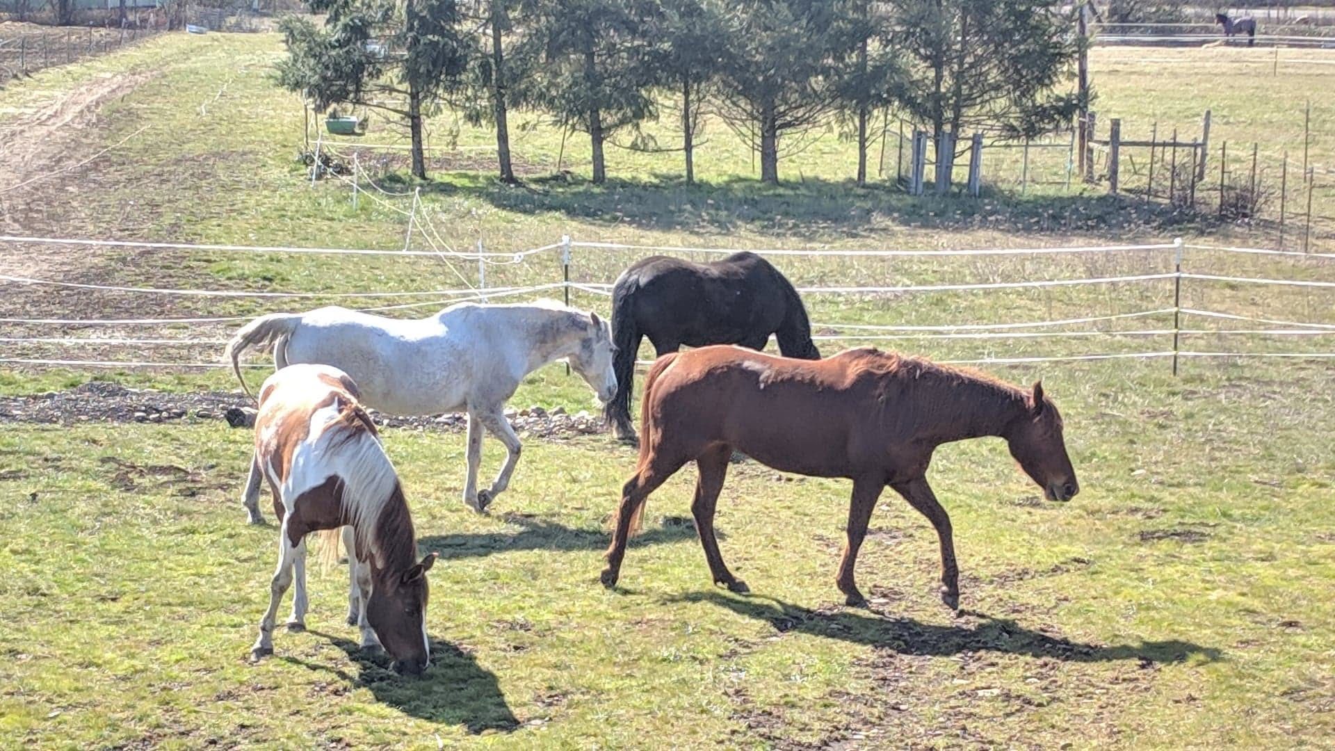 Horses grazing together in a small group