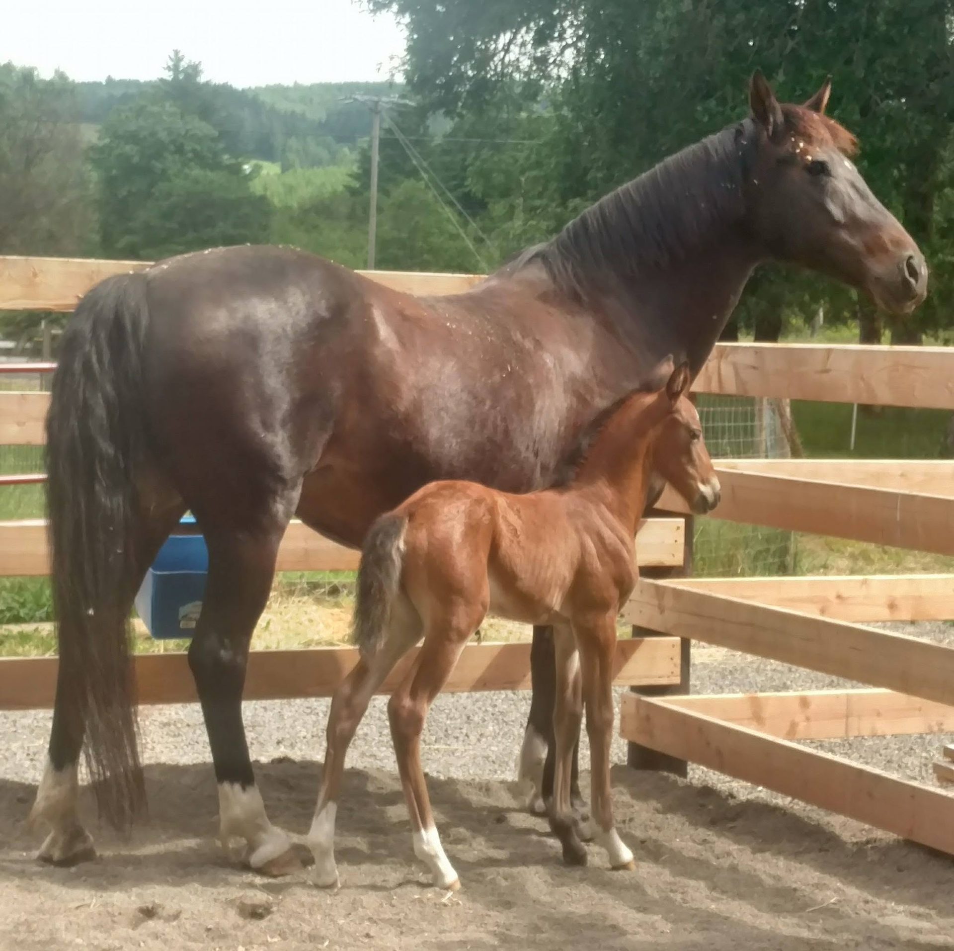 A mare and her foal at the paddock fence