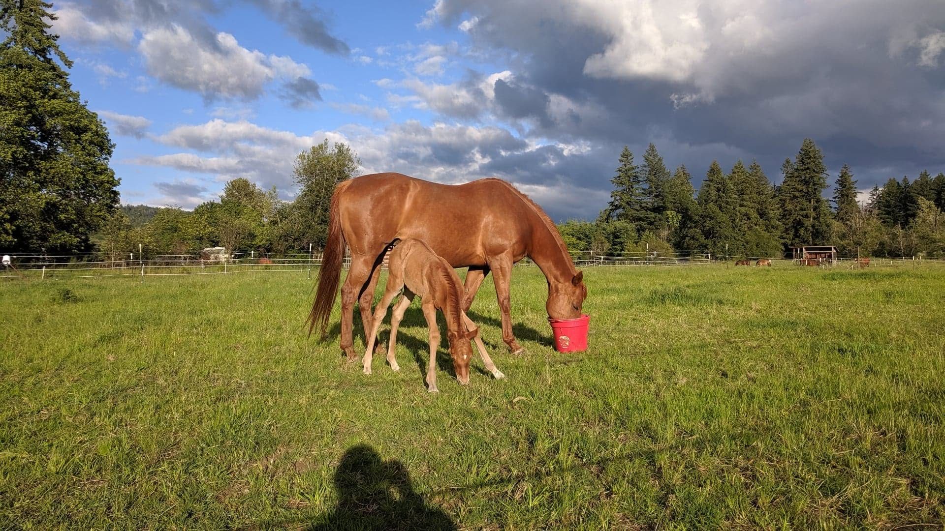 A chestnut mare and her foal grazing