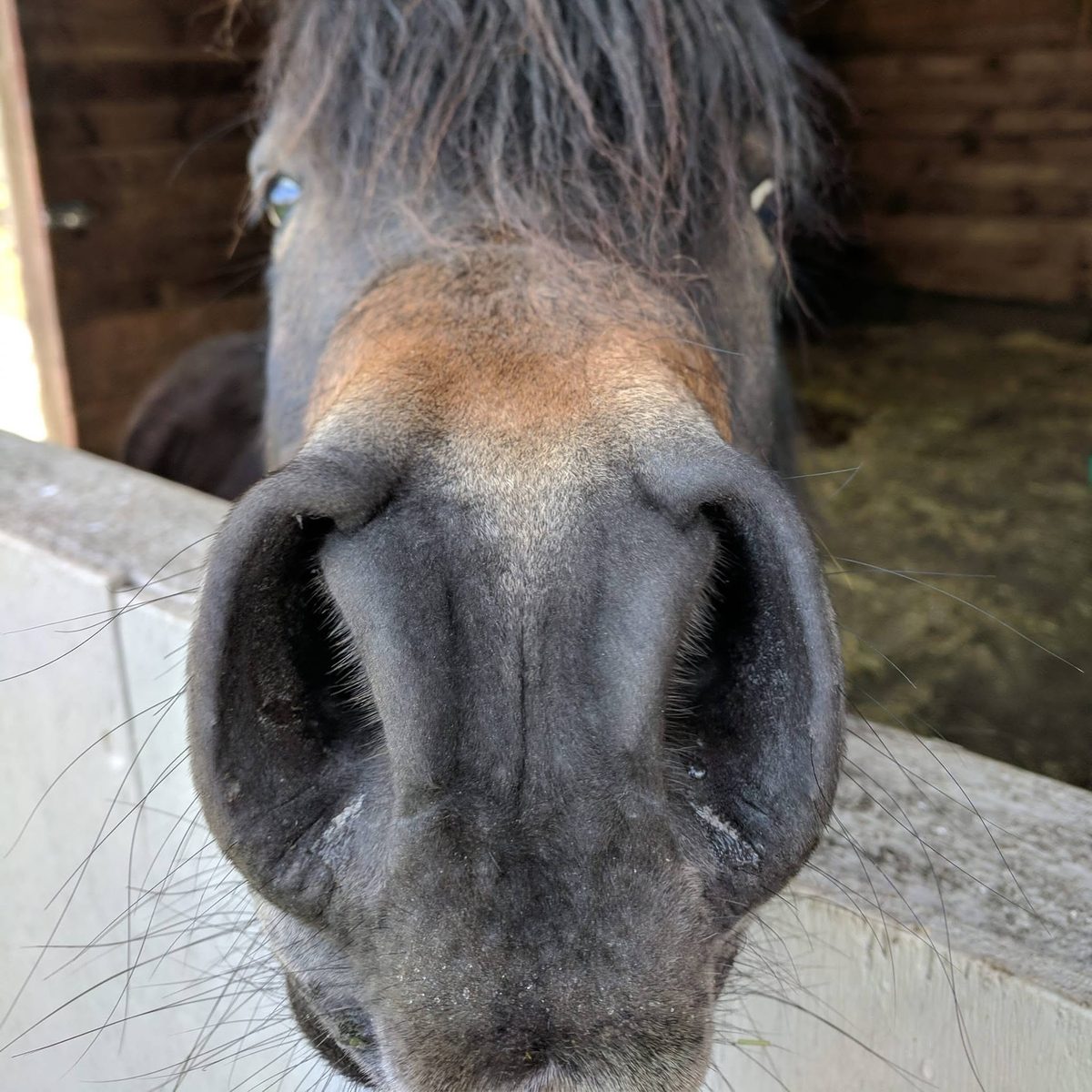 A curious horse saying hello over the stall door