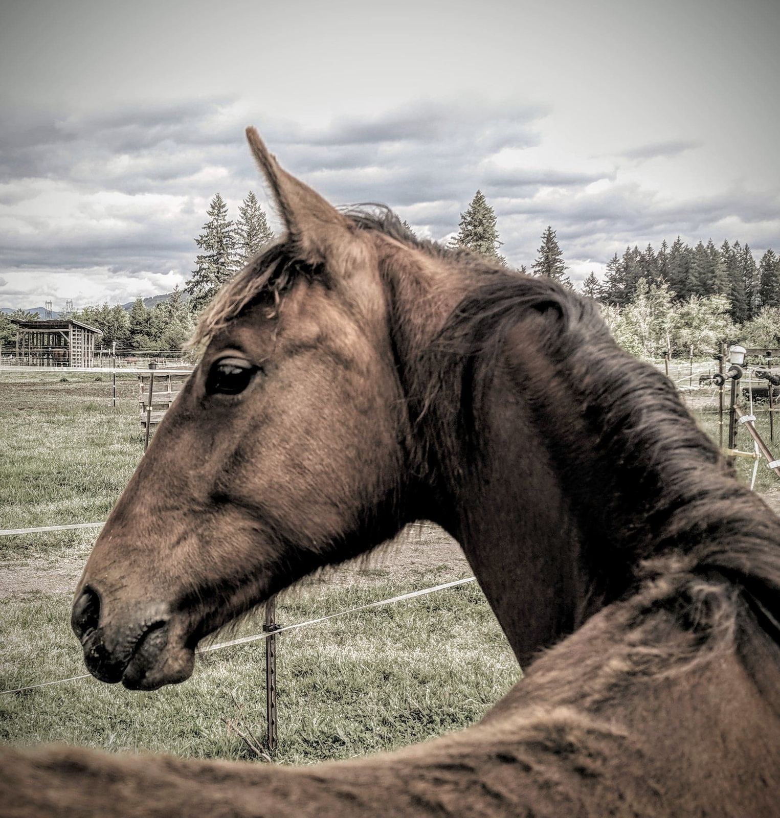 Horses at MoSa Ranch