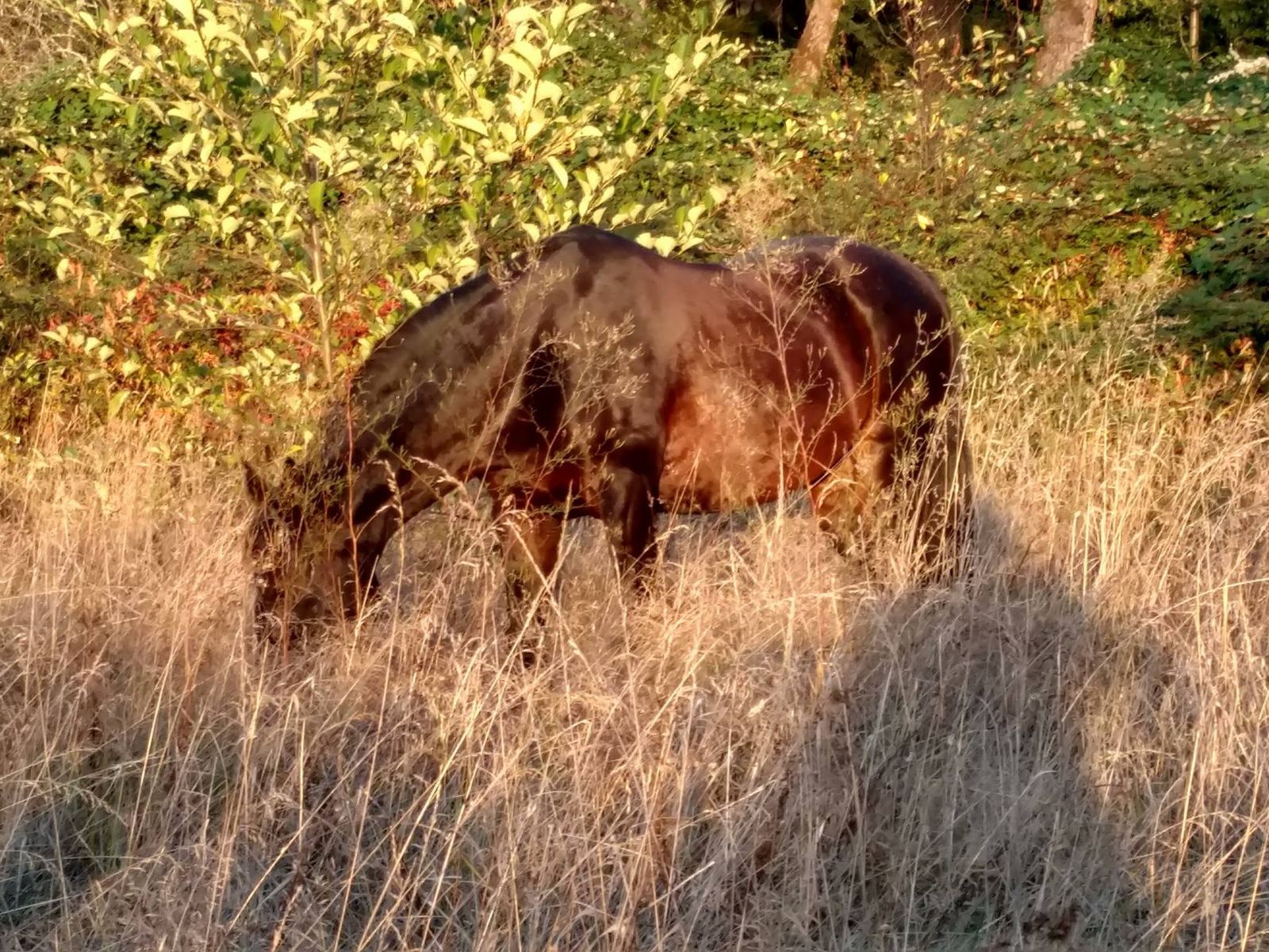 Horses at MoSa Ranch