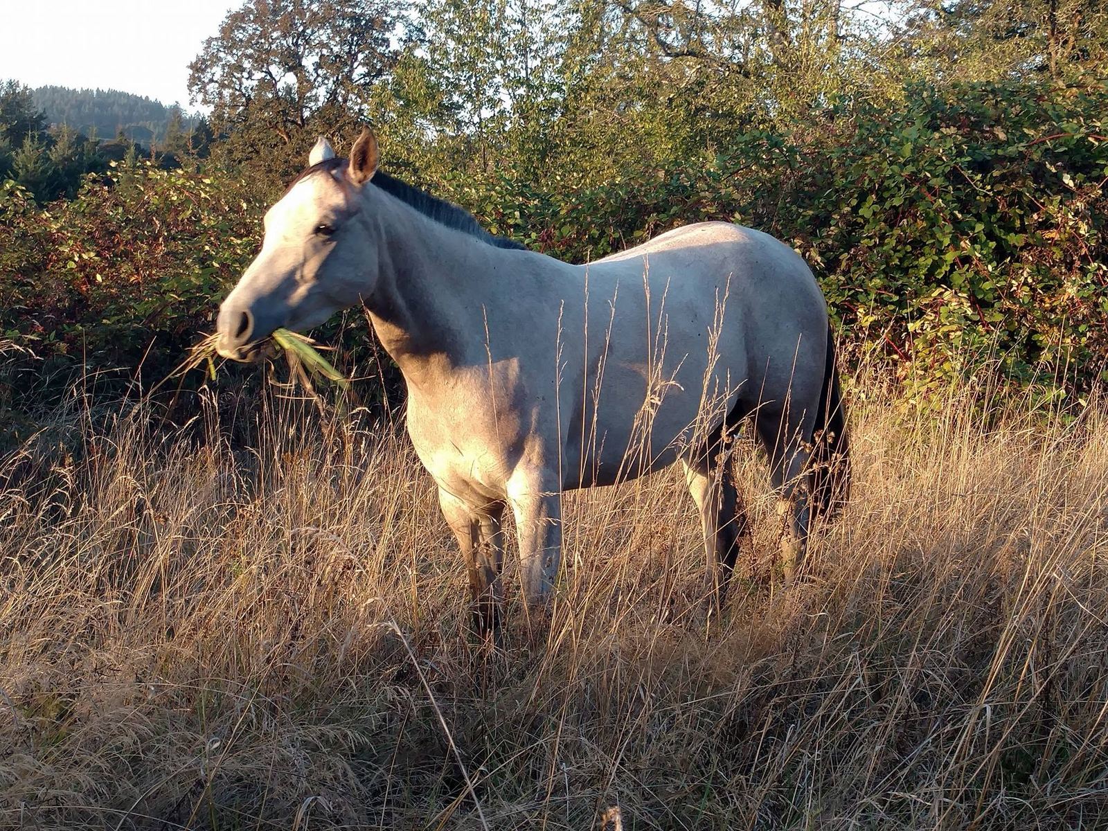 Horses at MoSa Ranch