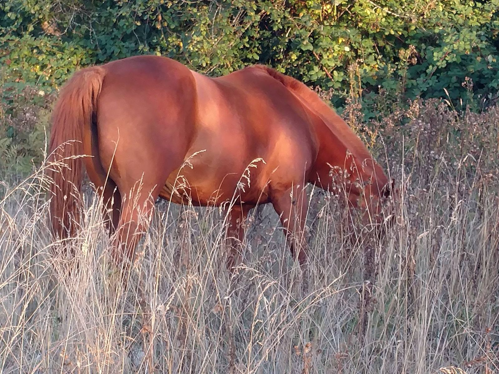 Horses at MoSa Ranch