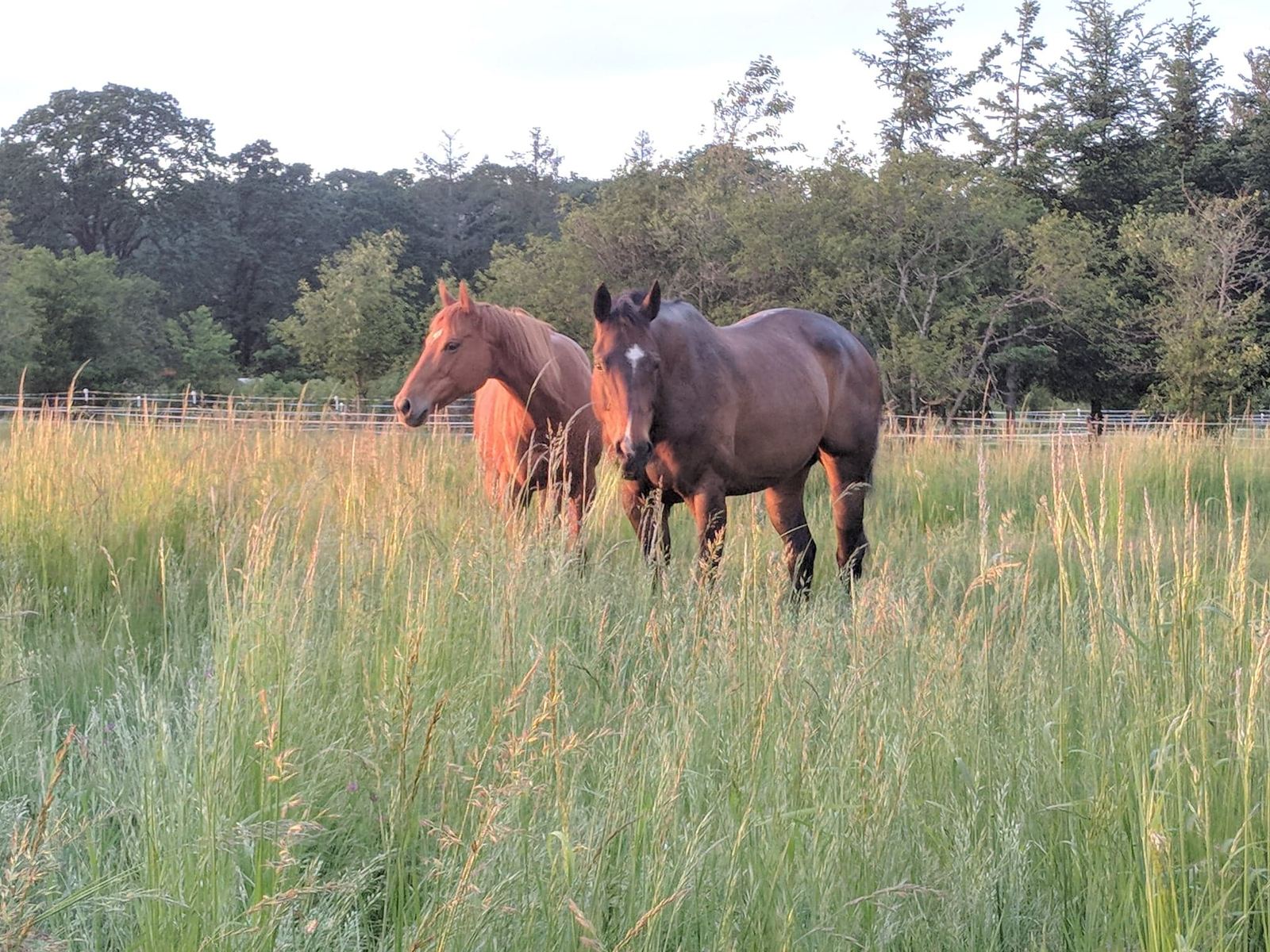 Horses at MoSa Ranch