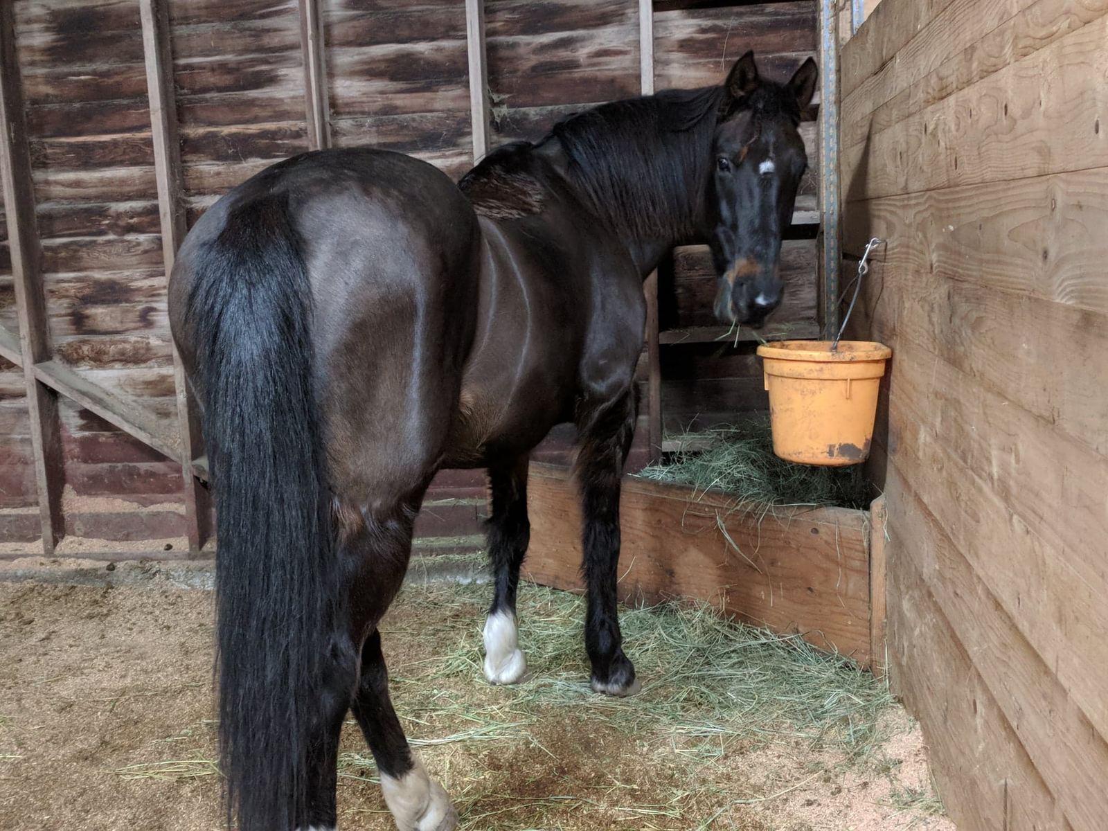 Horses at MoSa Ranch