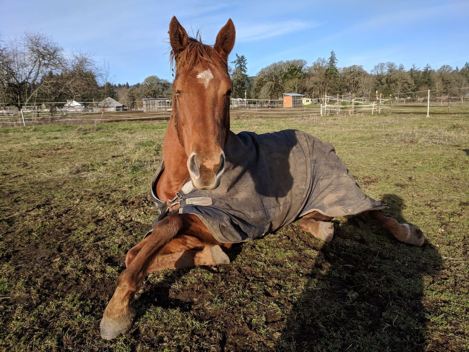 Horses at MoSa Ranch