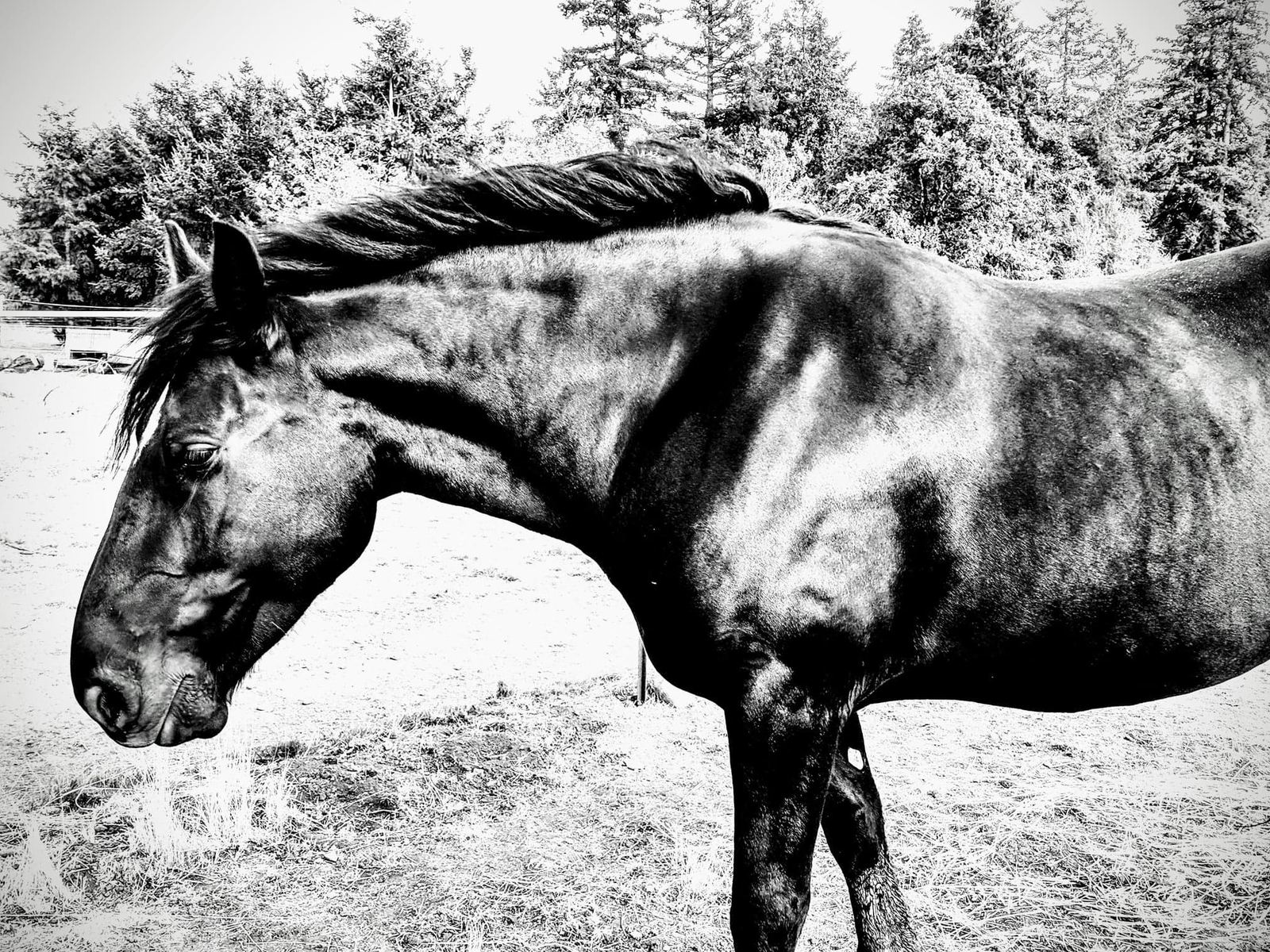 Horses at MoSa Ranch