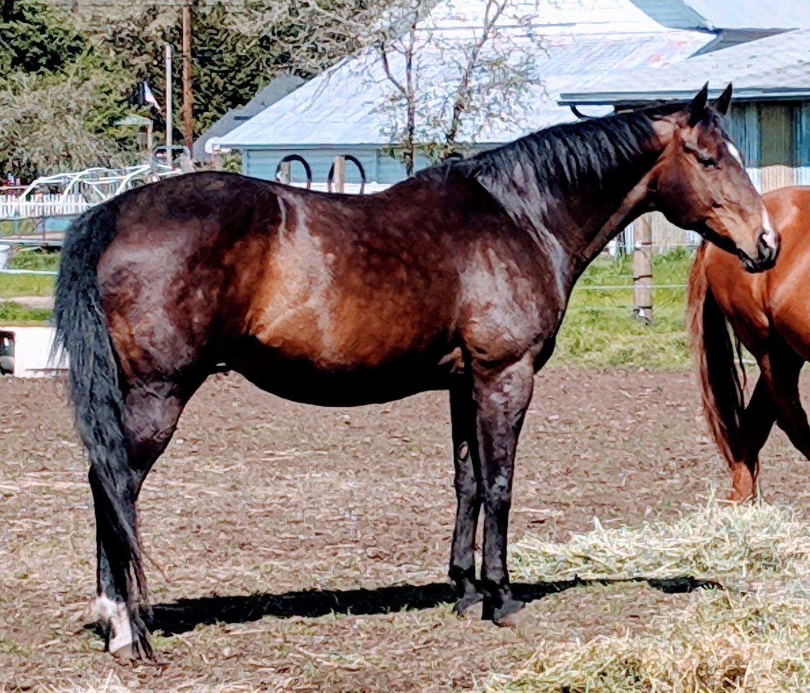Horses at MoSa Ranch