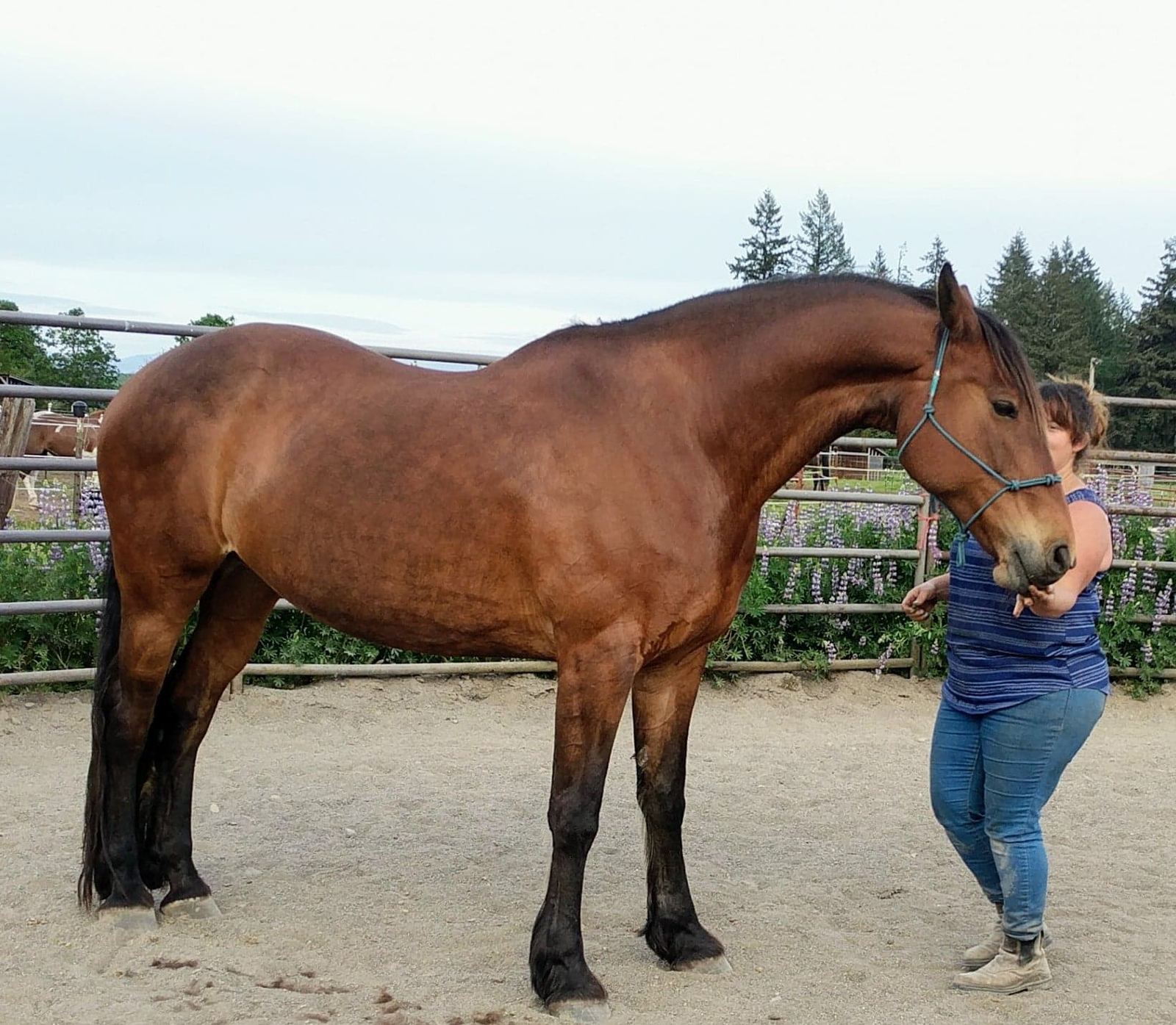 Horses at MoSa Ranch