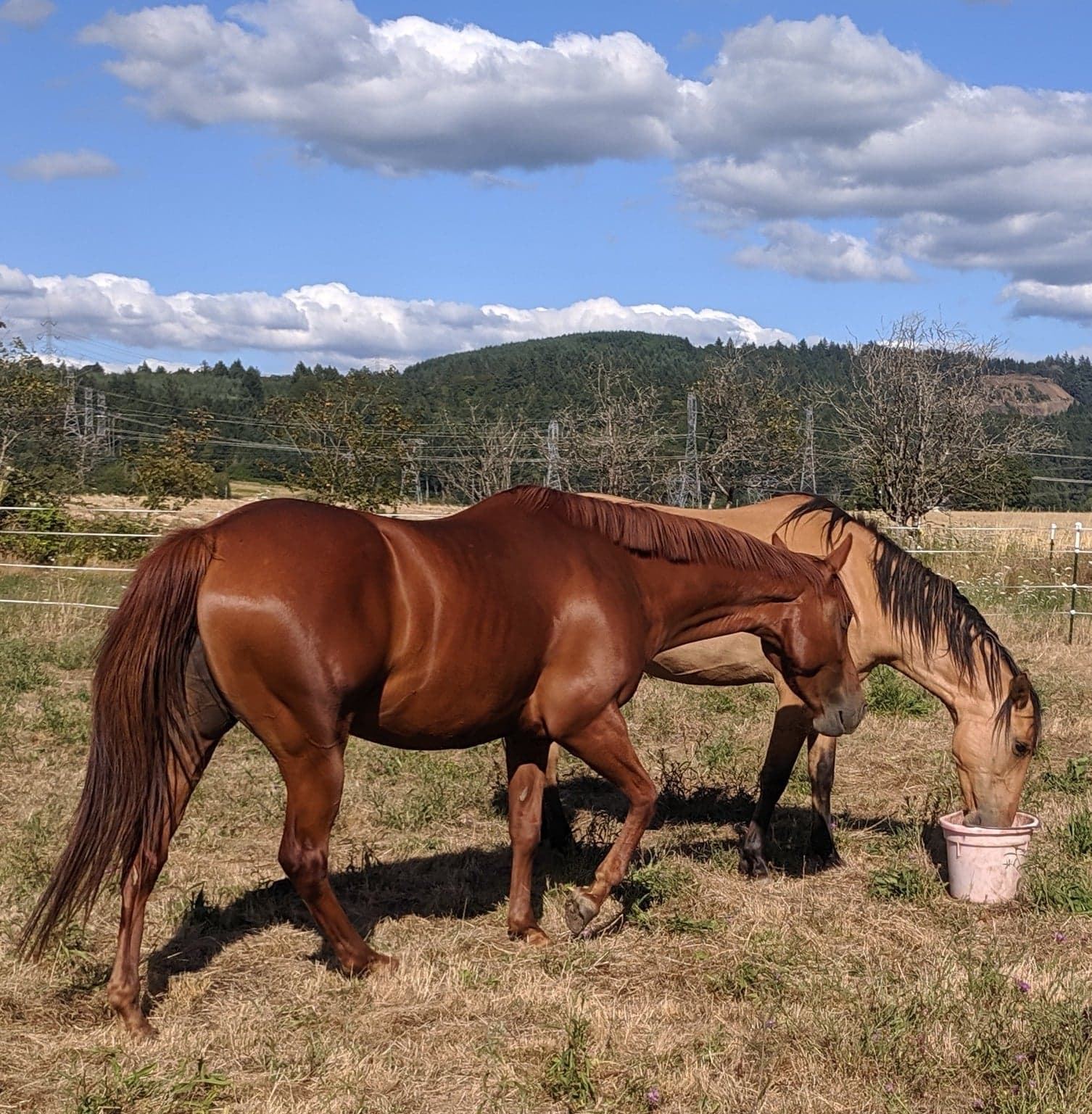 Horses at MoSa Ranch