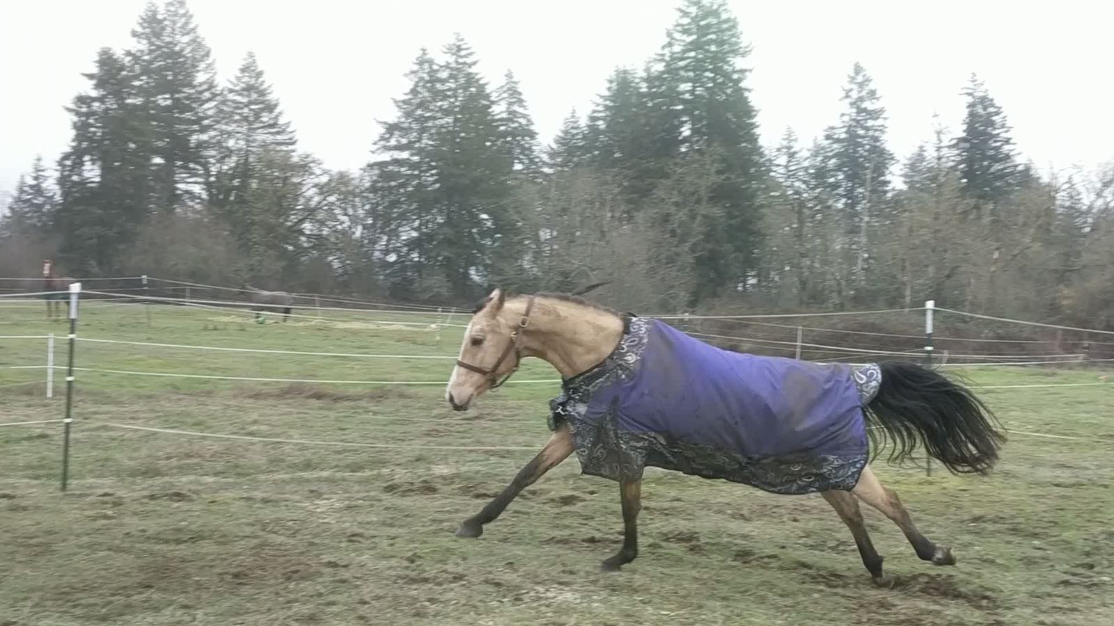 Horses at MoSa Ranch