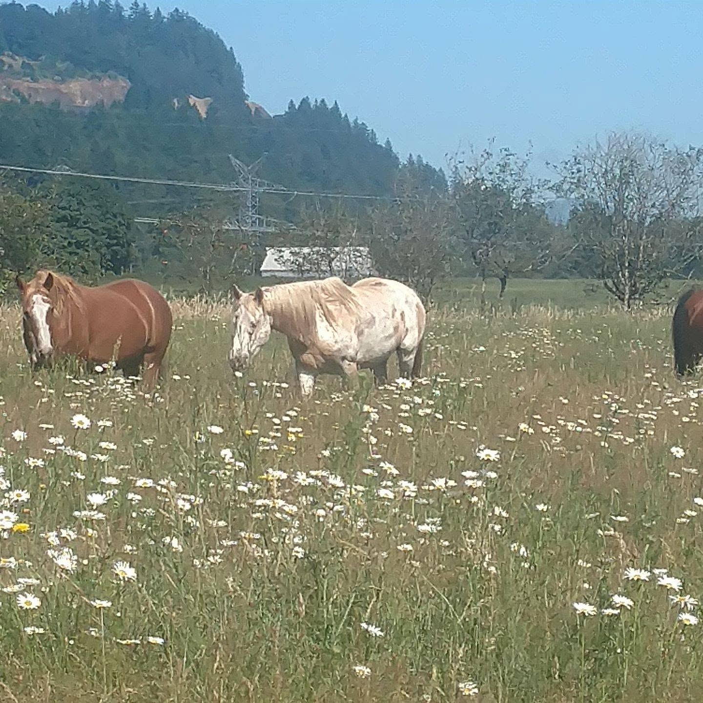 Horses at MoSa Ranch