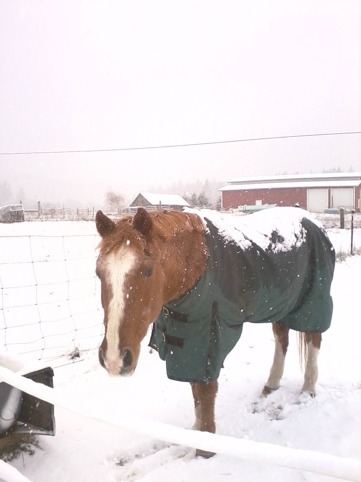 Horses at MoSa Ranch