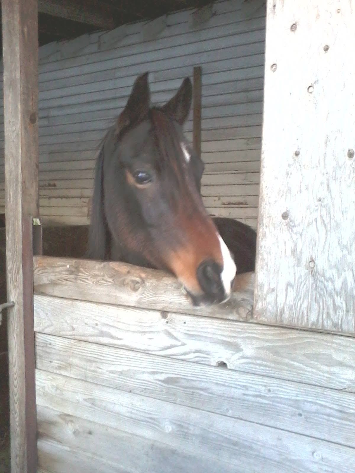 Horses at MoSa Ranch