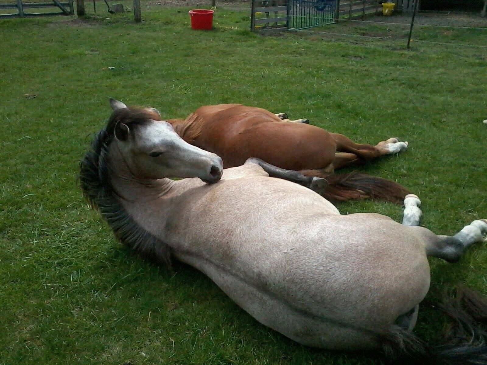 Horses at MoSa Ranch