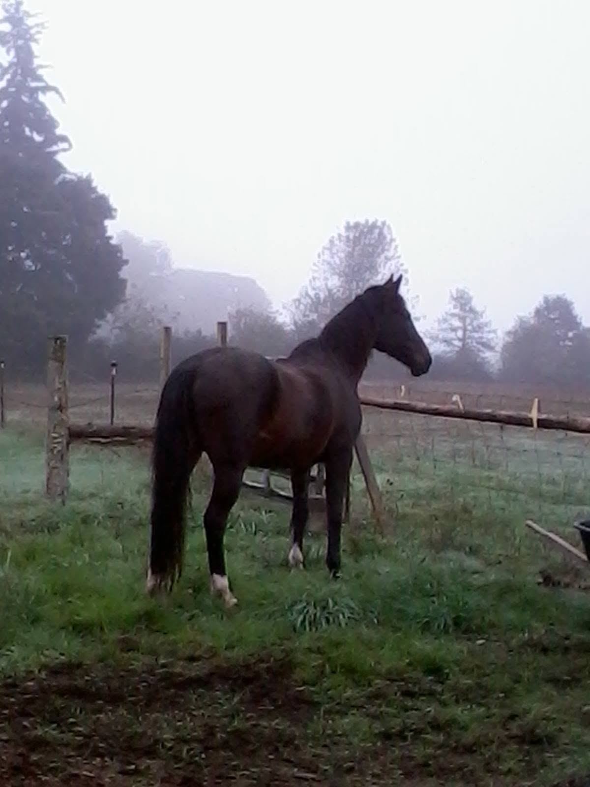 Horses at MoSa Ranch