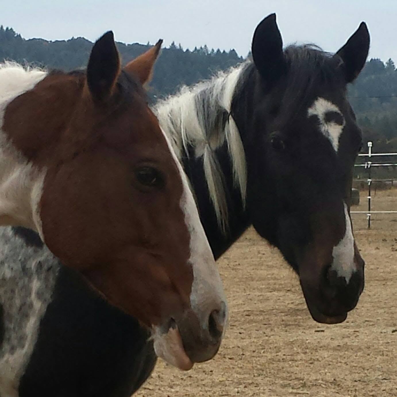 Horses at MoSa Ranch