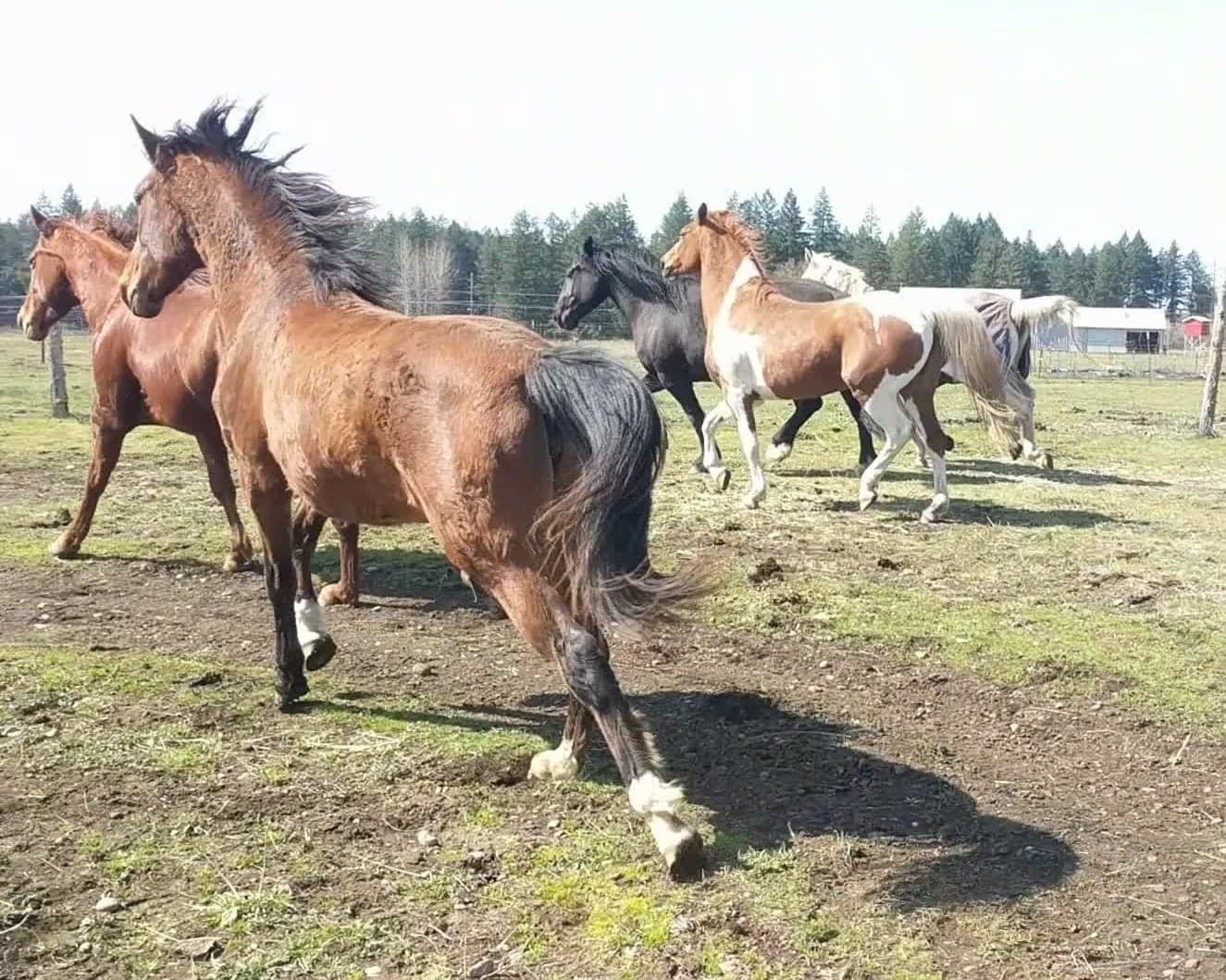 Horses at MoSa Ranch