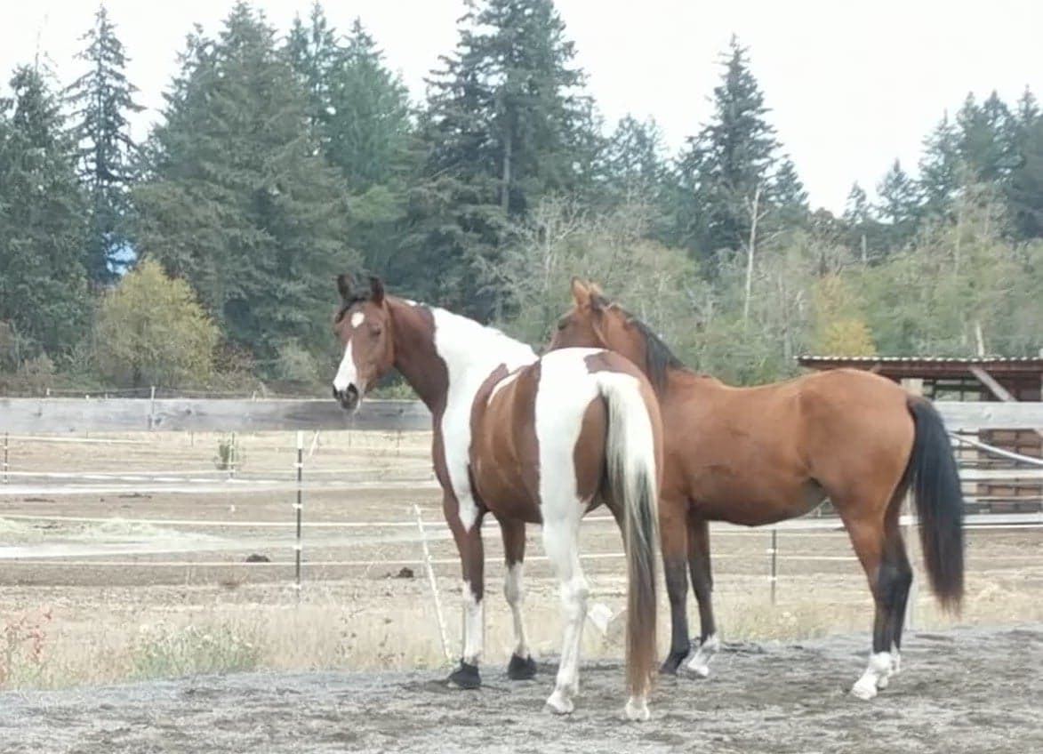 Horses at MoSa Ranch