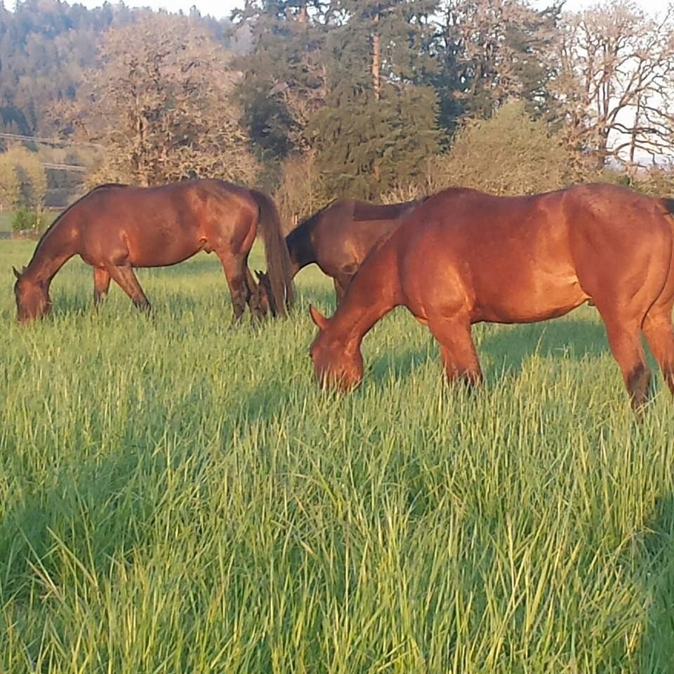 Horses at MoSa Ranch
