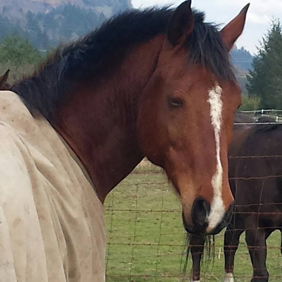 Horses at MoSa Ranch