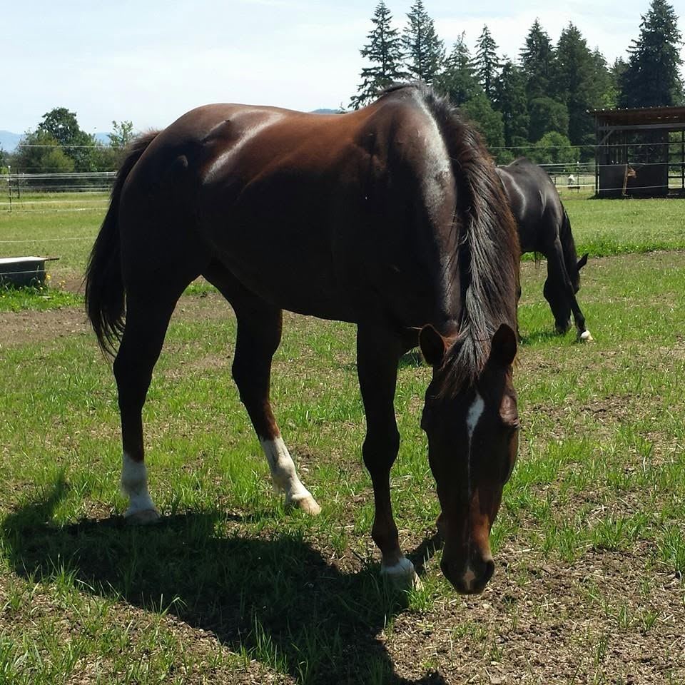 Horses at MoSa Ranch