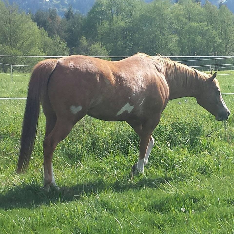 Horses at MoSa Ranch