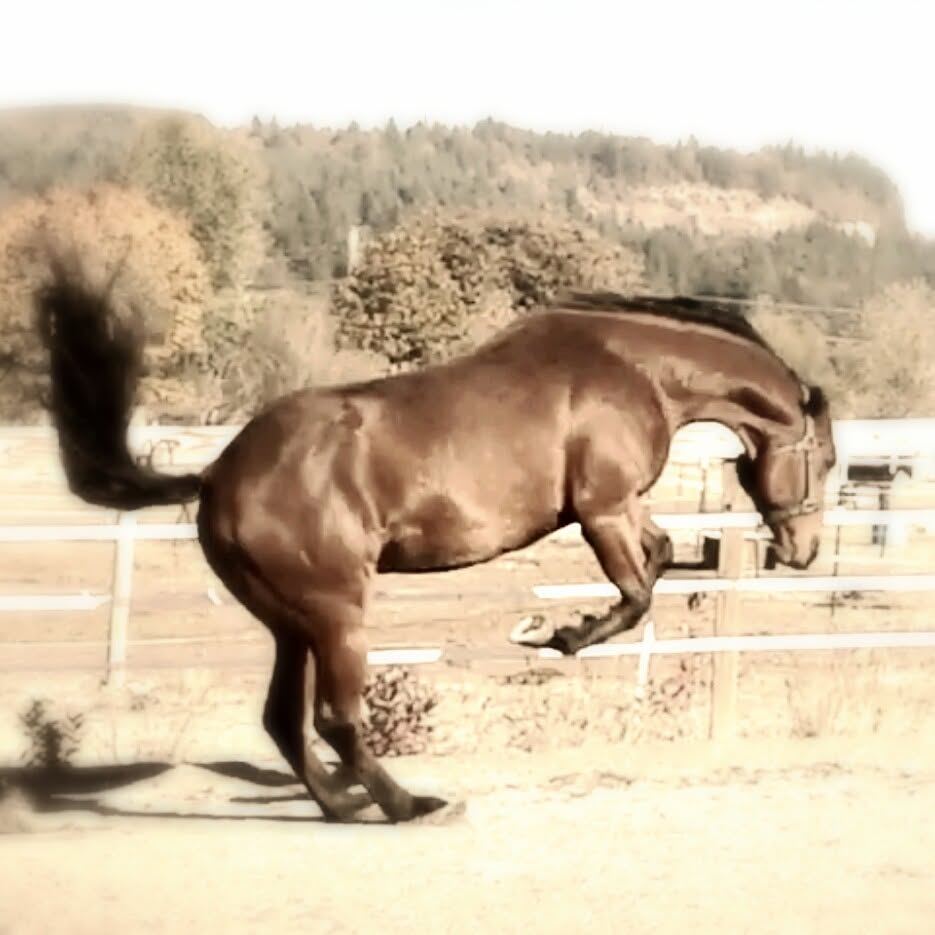 Horses at MoSa Ranch