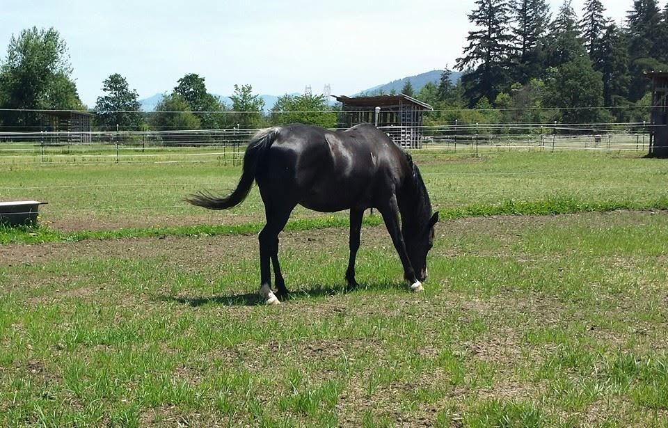 Horses at MoSa Ranch