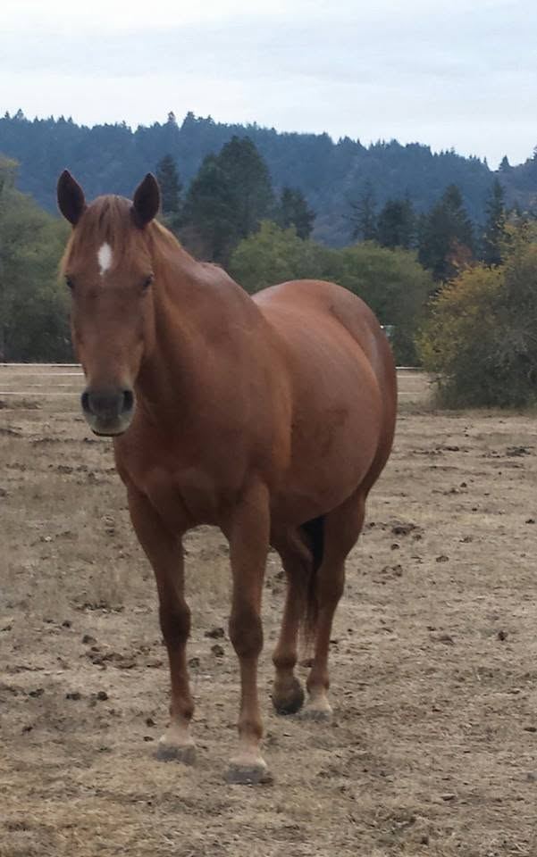 Horses at MoSa Ranch