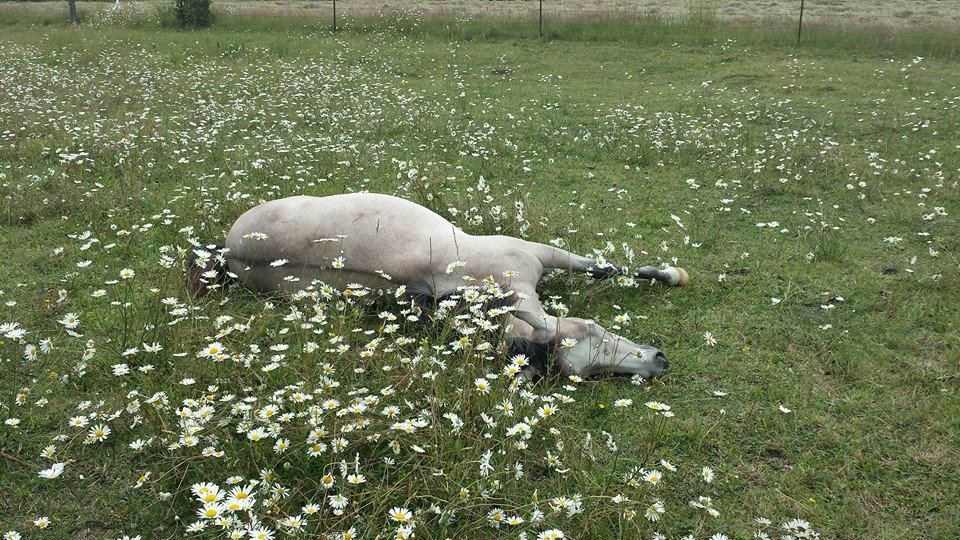 Horses at MoSa Ranch