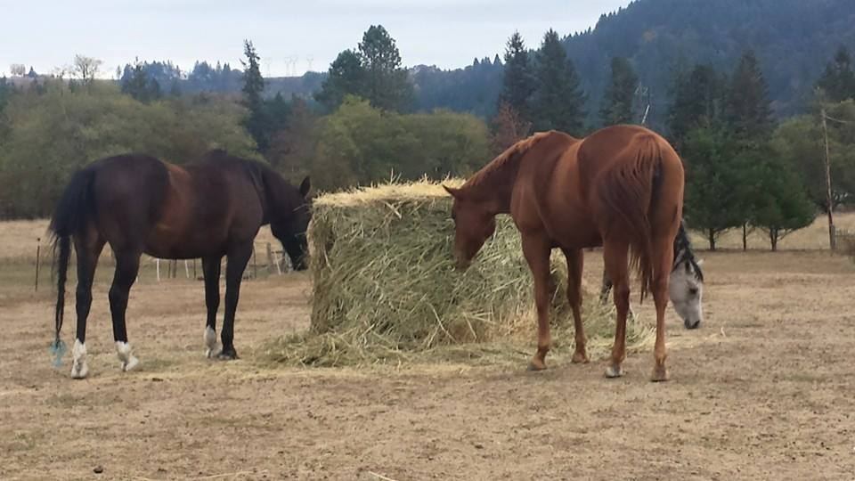 Horses at MoSa Ranch