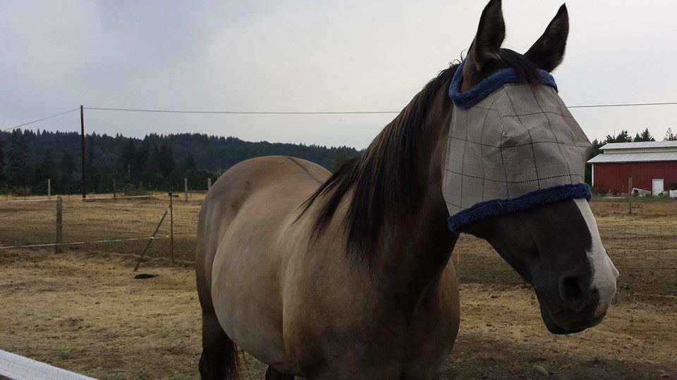 Horses at MoSa Ranch