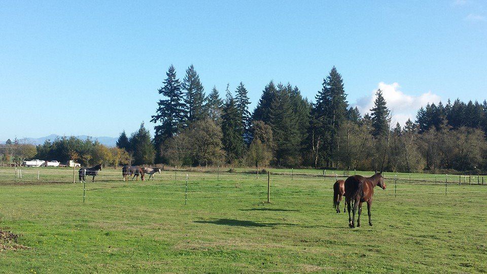 Horses at MoSa Ranch