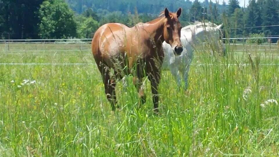 Horses at MoSa Ranch