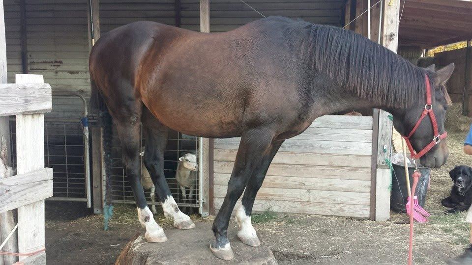 Horses at MoSa Ranch