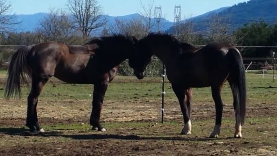 Horses at MoSa Ranch