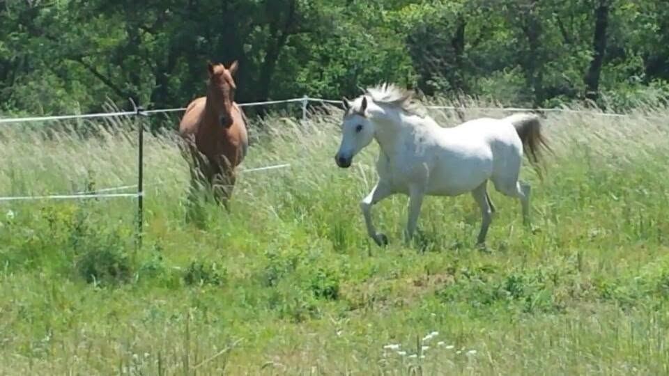 Horses at MoSa Ranch