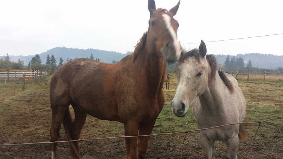 Horses at MoSa Ranch