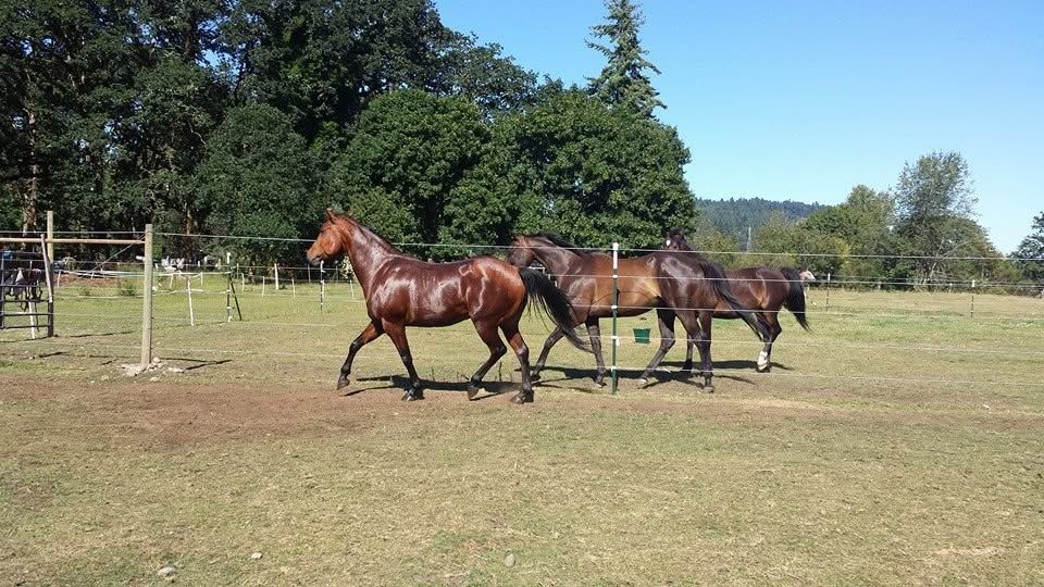 Horses at MoSa Ranch