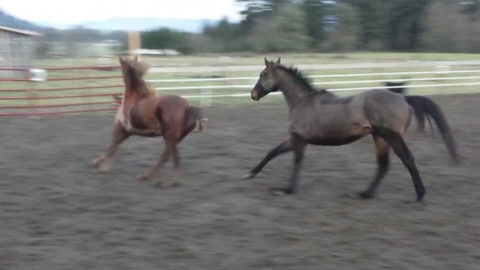Horses at MoSa Ranch