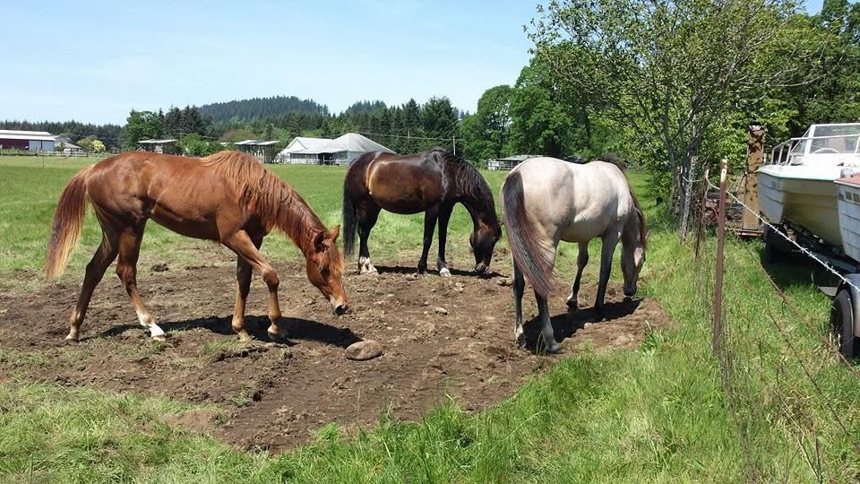 Horses at MoSa Ranch
