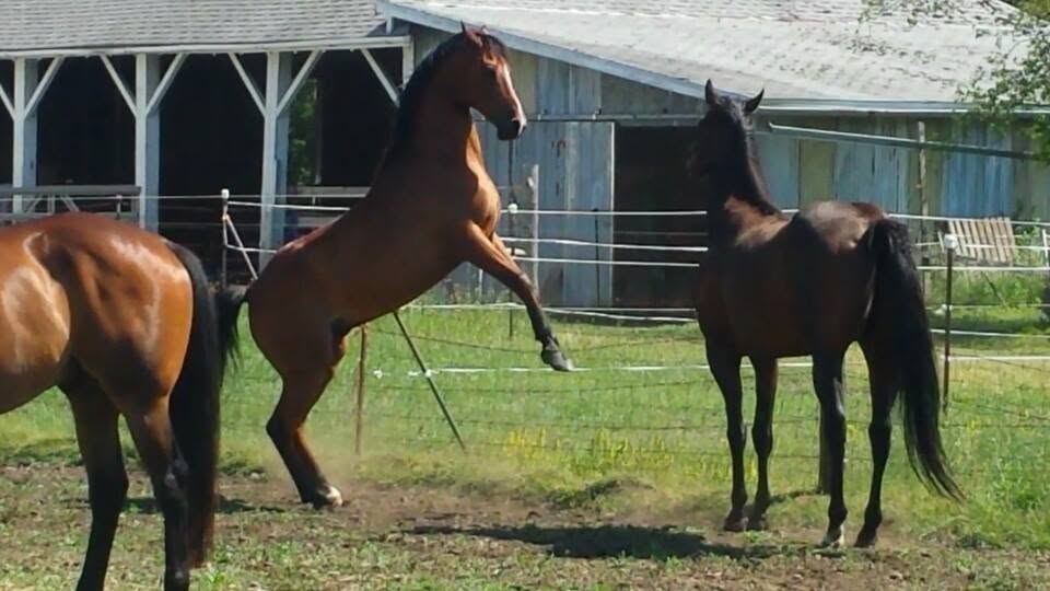 Horses at MoSa Ranch