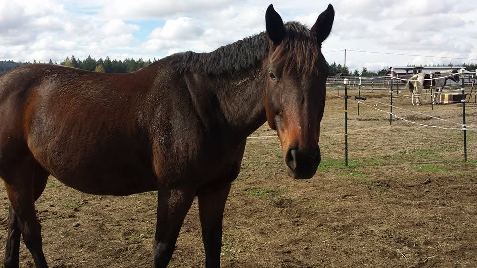 Horses at MoSa Ranch