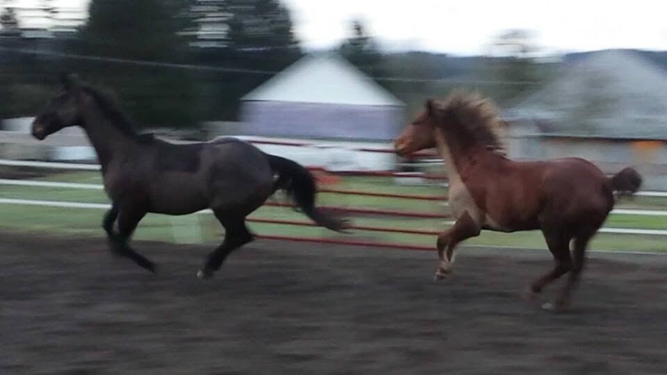 Horses at MoSa Ranch