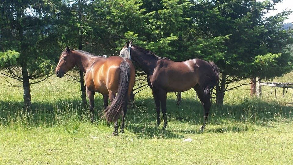 Horses at MoSa Ranch
