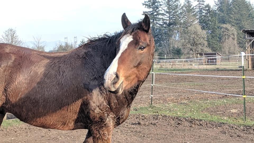 Horses at MoSa Ranch