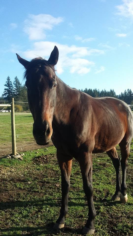 Horses at MoSa Ranch
