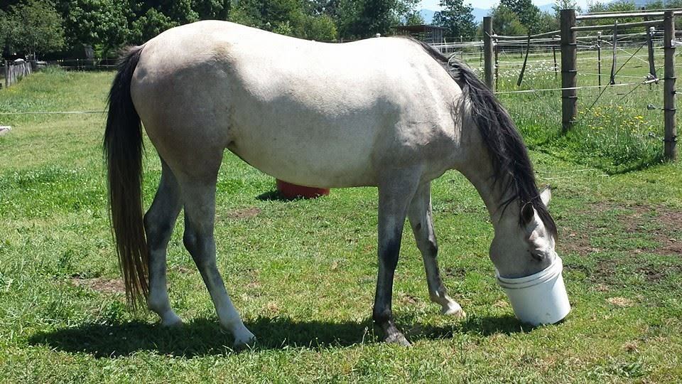 Horses at MoSa Ranch